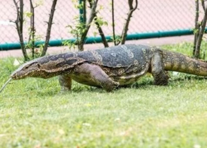 Biawak Masuk Rumah Siang Hari Jangan Takut, Itu Pertanda Ada Rezeki, Ini Penjelasannya