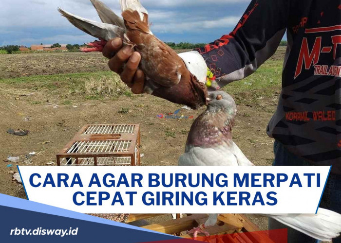 Cukup dengan Waktu 1 Menit, Begini Cara agar Burung Merpati Cepat Giring Keras