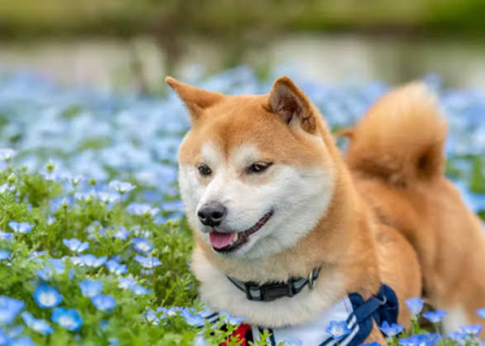 Arti Mimpi Anjing, Selain Makna akan Terjadi Hal Buruk juga Pertanda Ada Kabar Bahagia