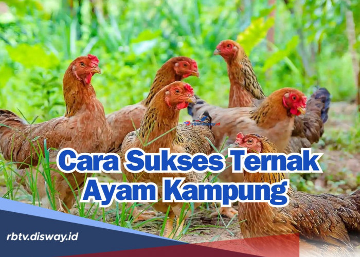 Cara Sukses Ternak Ayam Kampung Biar Cepat Besar dengan Pakan dan Tekhnik Ini