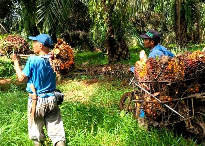 Pencurian TBS Kelapa Sawit di Seluma Mulai Rawan, Ini yang Dilakukan Petani