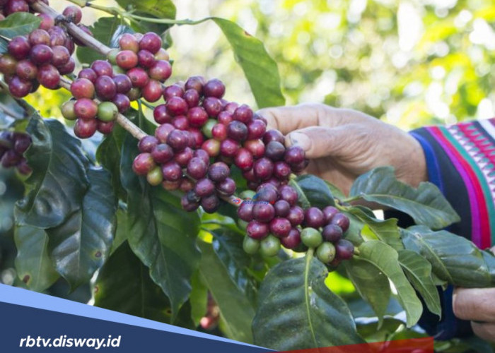 Harga Kopi Melonjak Tembus Rp75 Ribu Per Kilogram! Petani Panen Kopi Lebih Awal agar Terhindar dari Pencuri