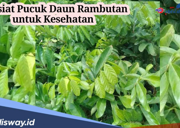 Khasiat Pucuk Daun Rambutan untuk Turunkan Demam Panas, Begini Cara Mengolahnya