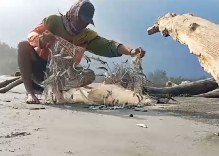 Fenomena Alam, Ratusan Ribu Ekor Ikan Terdampar di Pesisir Pantai Seluma, Masyarakat Banjir Rejeki