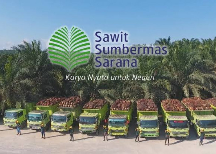 Lowongan Kerja PT Sawit Sumbermas Sarana Tbk Trainee Program 2023, Ini Syaratnya