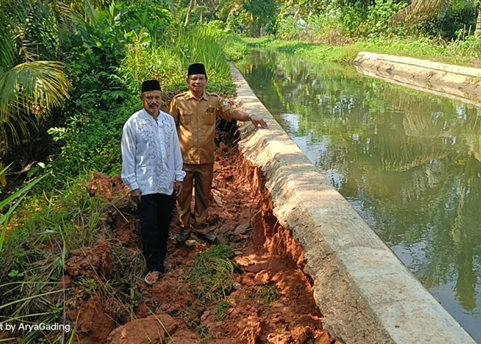 Tanah Tanggul Irigasi Longsor, Ribuan Hektare Sawah Terancam 