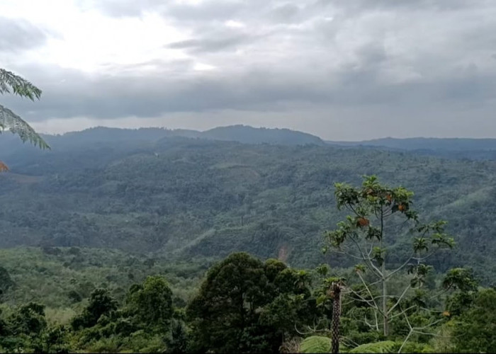 Harta Karun di Bukit Sanggul, Selain Emas Juga Simpan Perak 2,7 Juta Onstroy