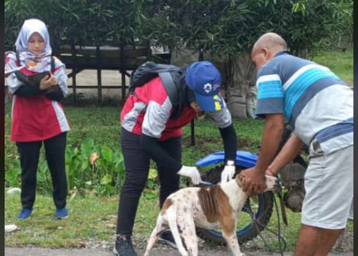 Waspada, Januari Sampai Agustus 2023 Terdata 54 Kasus Rabies