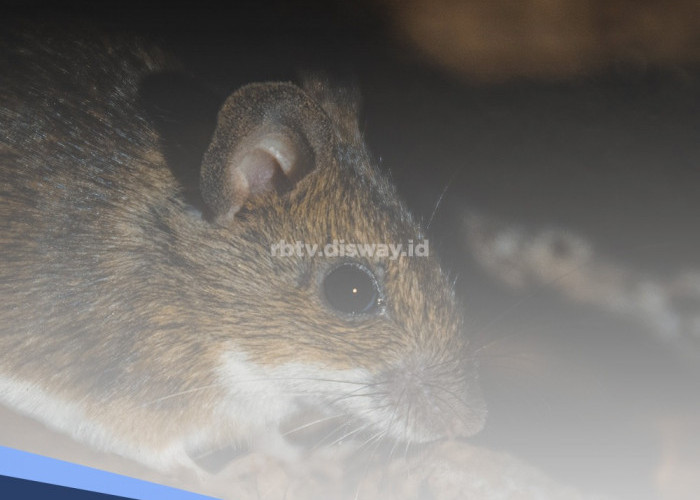 Tikus Paling Takut Masuk Rumah jika Ada 7 Tanaman, Nomor 5 Rempah Masakan