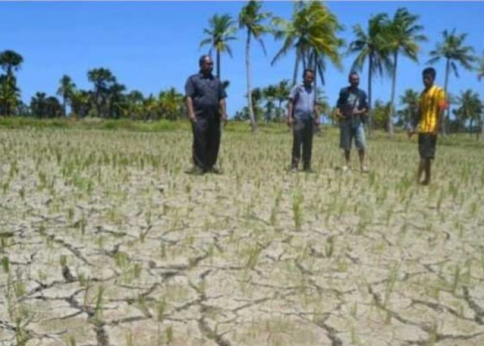 Ancaman El Nino Jangan Dianggap Remeh, Pemerintah Indonesia Terus Bersiap