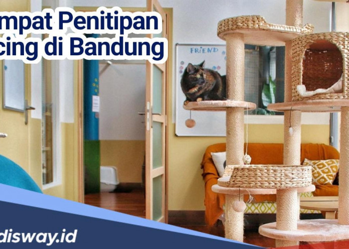 Amankan Anabul Kesayangan Selama Mudik Lebaran, Ini Rekomendasi Tempat Penitipan Kucing di Bandung