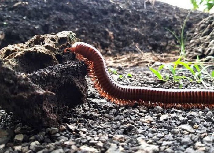 Gak Kebayang Kaki Seribu Masuk Rumah, Ternyata Hewan Ini Takut dengan Cabe Rawit