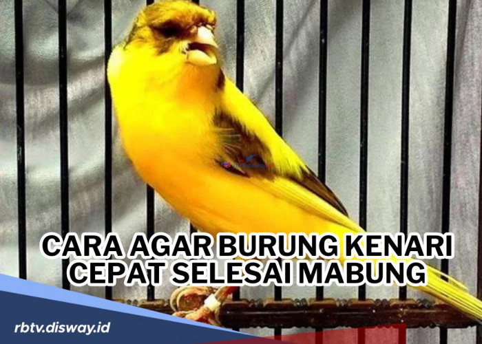 Jangan Asal-asalan! Begini Caranya agar Burung Kenari Cepat Selesai Mabung