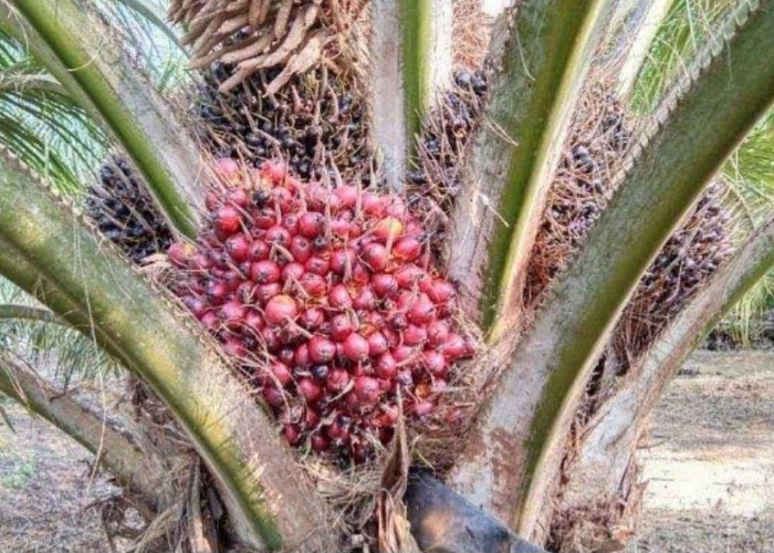 Petani Sawit Perlu Tahu, Ini Rahasia Sawit Berbuah Lebat Tanpa Dipupuk