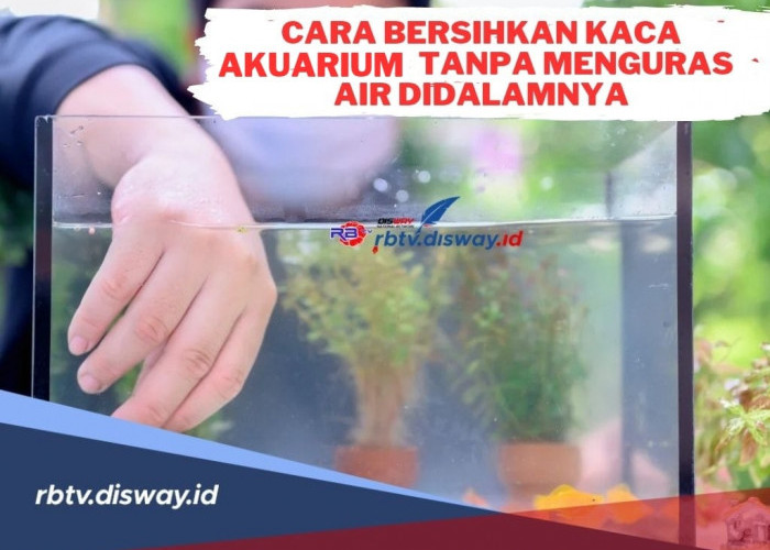 Pengen Bersihkan Kerak Kaca Akuarium Tanpa Menguras Air di Dalamnya? Begini Loh Caranya