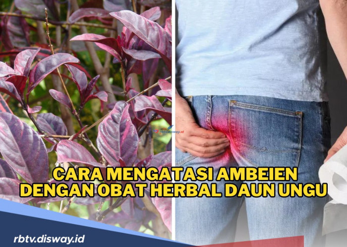 Cara Mengatasi Ambeien dengan Obat Herbal Daun Ungu, Begini Cara Tepat Mengolahnya