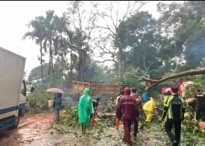 Waspada, Ada Longsor dan Pohon Roboh di Liku Sembilan