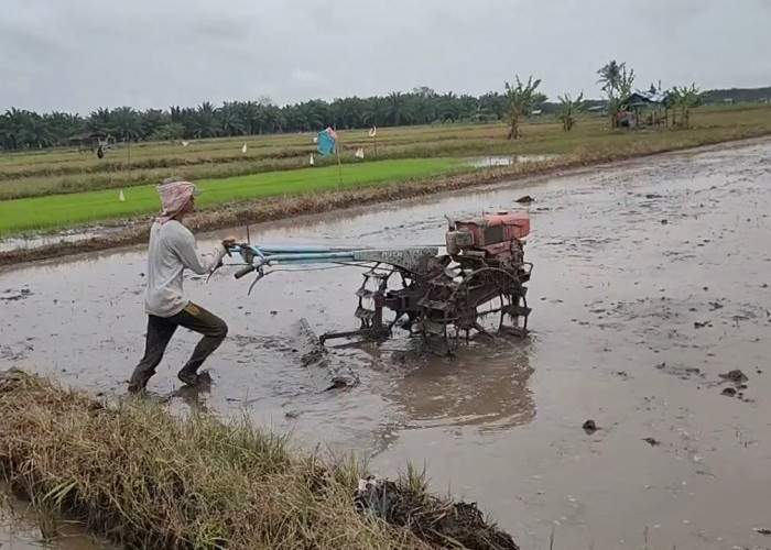 Seluma Kekurangan Pupuk Subsidi, Begini Penjelasan Pejabat