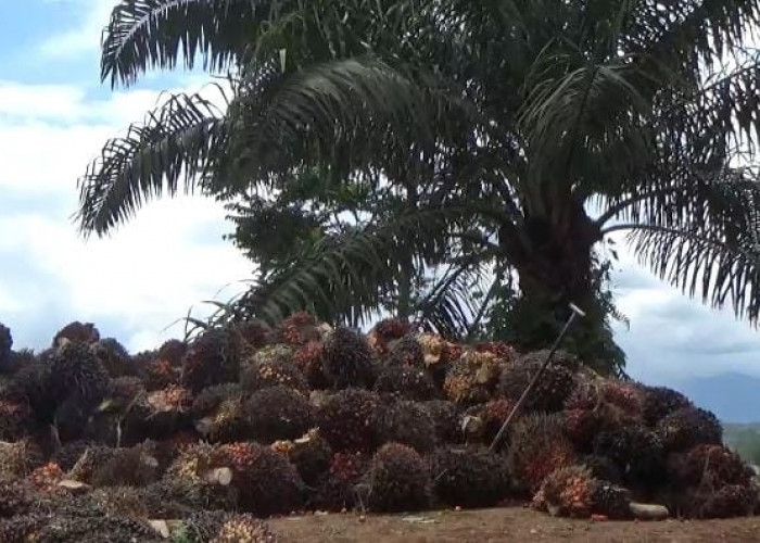 Musim Trek Panjang Ancam Petani Sawit. Sudah 6 Bulan Belum Ada Tanda Membaik