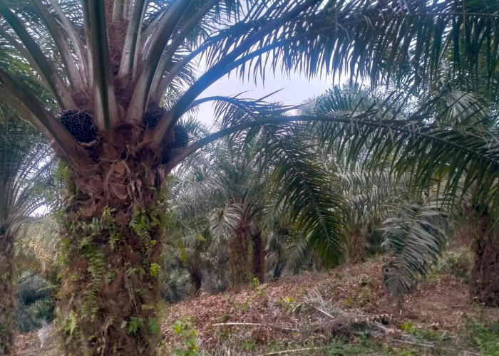 Kurangi Dampak Kemarau Panjang Terhadap Buah Sawit, Bisa Lakukan 8 Cara ini