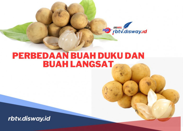 Satu Spesies tapi Tak Sama! Berikut Perbedaan Buah Duku dan Buah Langsat