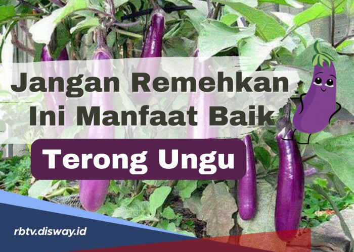 Terong Ungu Punya Fakta Baik Untuk Keehatan Tubuh, Lho! Simak Seputar si Ungu Ini Disini!