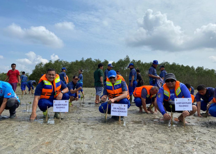 Peringati HUT ke 73, Ditpolairud Polda Bengkulu Tanam 2 ribu batang Mangrove di Pantai Jenggalu 