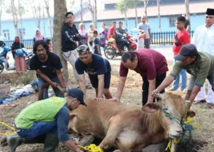 Pastikan Hewan Kurban Idul Adha Tidak Termasuk Dalam Enam Hal Berikut 