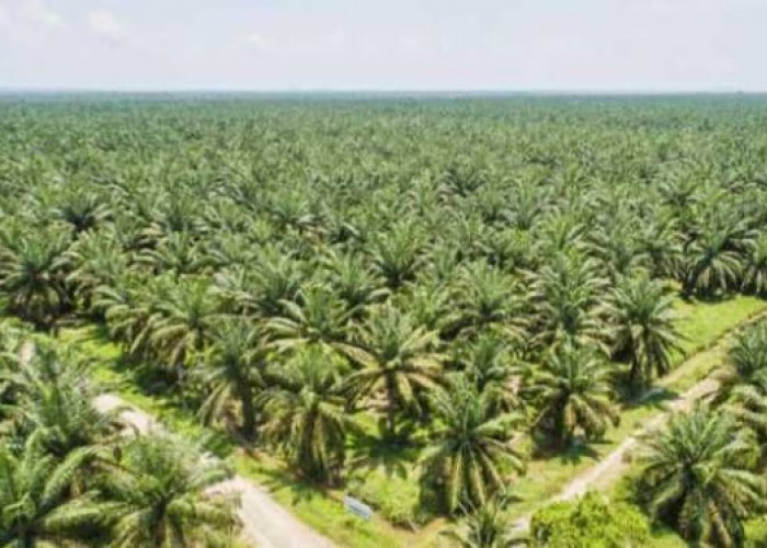 Provinsi Ini Pemilik Kebun Sawit Terluas dan Produktif di Indonesia, Bengkulu Belum Seberapa