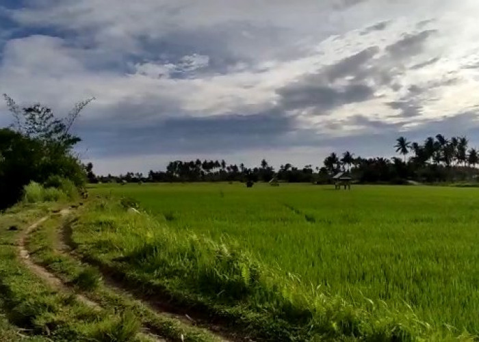 Sensus Pertanian 2023 Dimulai Juli Ini, Lahan hingga Petani Bengkulu akan Didata