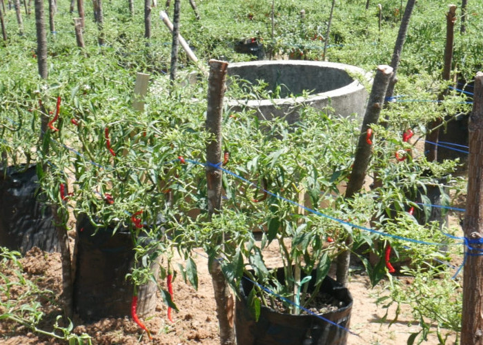 Program Tanam Cabe, Dirjen Bangda Kemendagri Pantau Lahan Cabe Bengkulu 