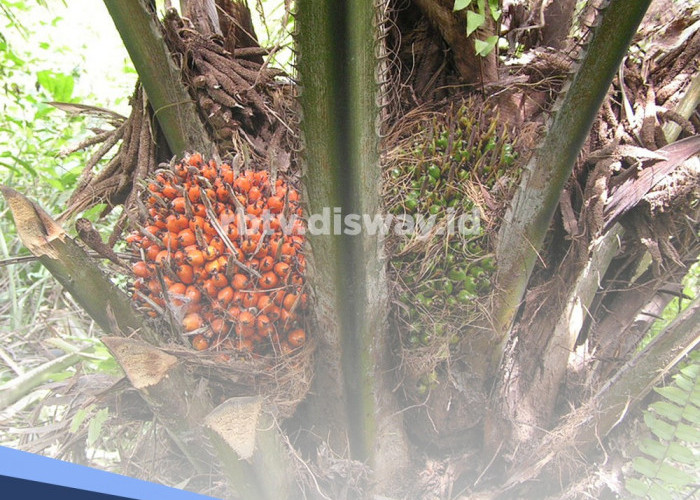 Ketahui 6 Jenis Penyakit pada Tanaman Sawit, Serta Cara Penanganan yang Tepat