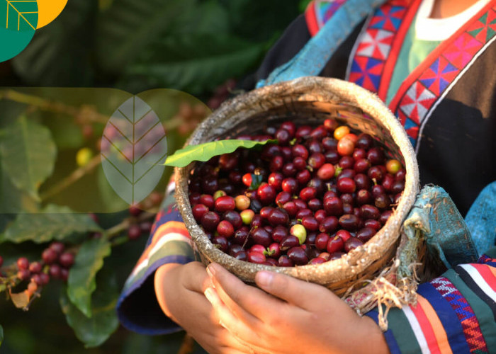 8 Daerah Ini Penyumbang Kopi Terbesar dan Terbaik di Indonesia, Cek Daerahmu