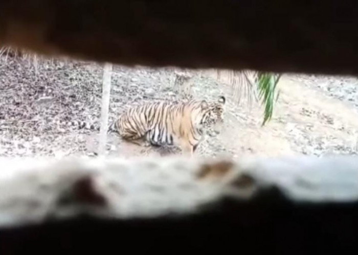 Harimau Sumatera Masuk Kebun dan Nongkrong Depan Pondok, Pemilik Pondok Terdiam Kaku 