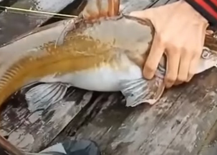 Rekomendasi Umpan dan Spot Mancing Ikan Baung, Siapkan Tenaga untuk Tarikannya