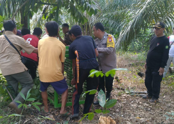 Meresahkan Warga Lubuk Terentang, BKSDA Pasang Perangkap Beruang Madu