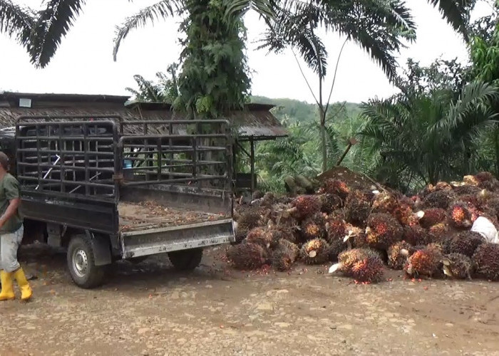 Kabar Gembira untuk Petani Sawit, Harga TBS Bulan Juli Naik