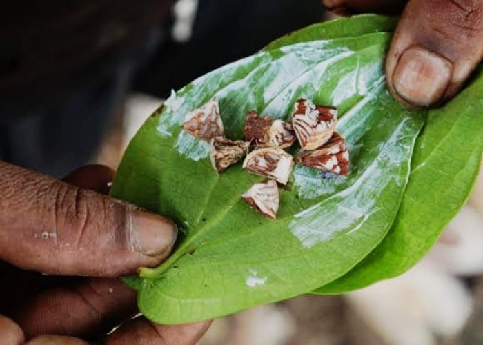 Buah Pinang Baik untuk Kesehatan, Namun Ada Efek Samping yang Perlu Diwaspadai, Cek Faktanya di Sini