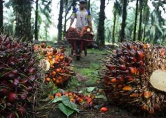 Pemerintah Kejar BBN B100, Kelapa Sawit Ladang Emas Masa Depan