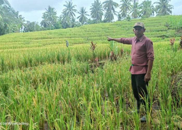 Belasan Hektare Sawah Diserang Hama Tikus dan Wereng