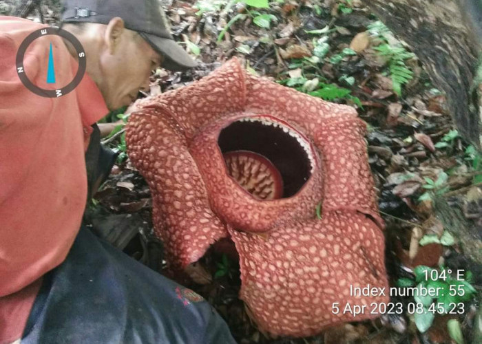 Rafflesia Arnoldi Hasil Budidaya Kembali Mekar di Lubuk Resam 