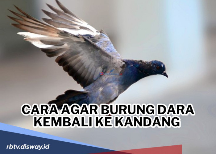 Penyuka Burung Dara Pemula Wajib Tahu! Ini Cara agar Burung Dara Kembali ke Kandang dan Tidak Hilang