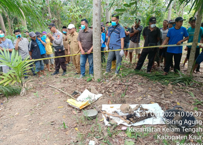 Heboh, Warga Kaur Temukan Tengkorak Manusia di Kebun Sawit