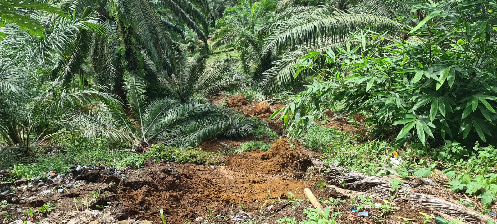 Longsor di Gunung Selan, Kebun Sawit Warga Rusak