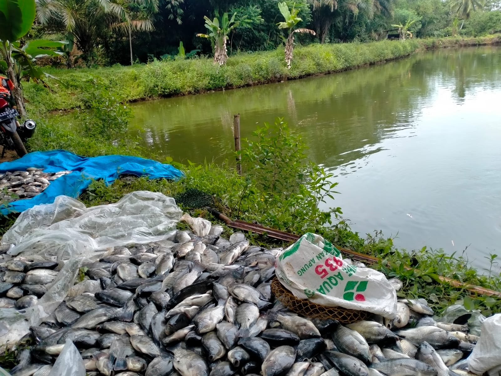 Dampak Banjir, Puluhan Ribu Ekor Ikan Keracunan Amonia