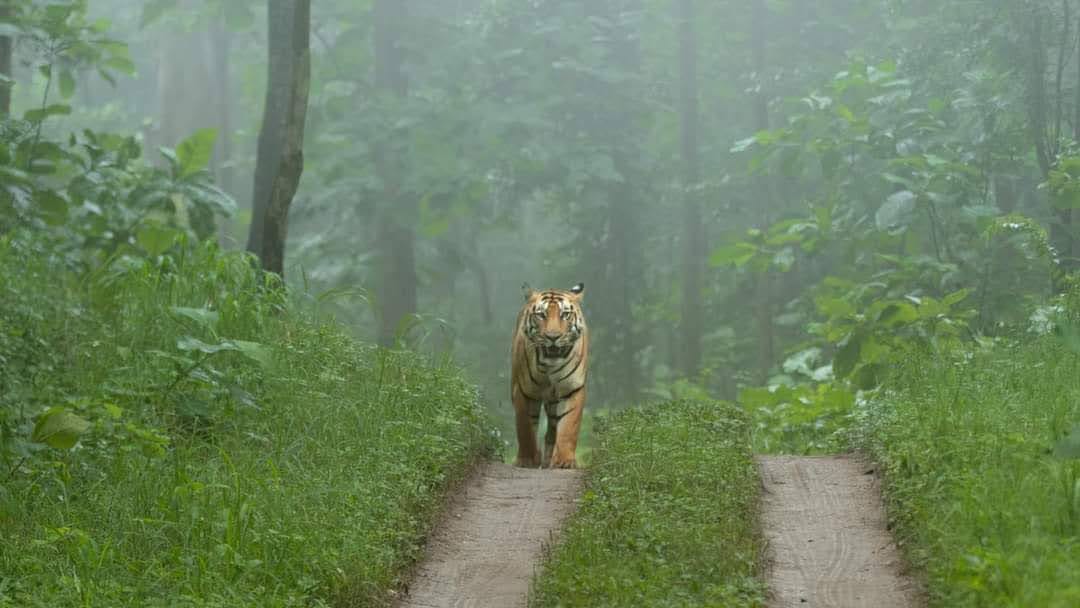 60. 909 Ha Hutan Seluma Diusulkan Dibuka, Review RTRW Picu Bencana Besar