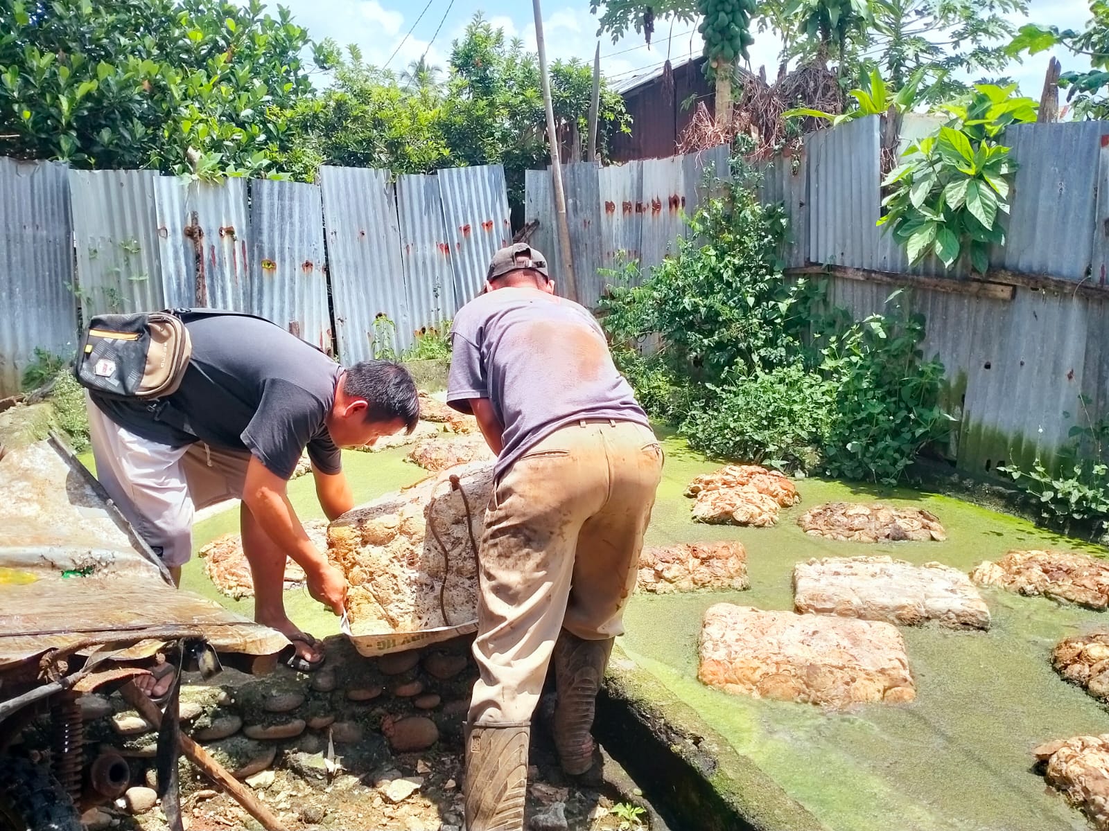 Harga Karet Tidak Bisa Diharapkan, Petani Banting Setir