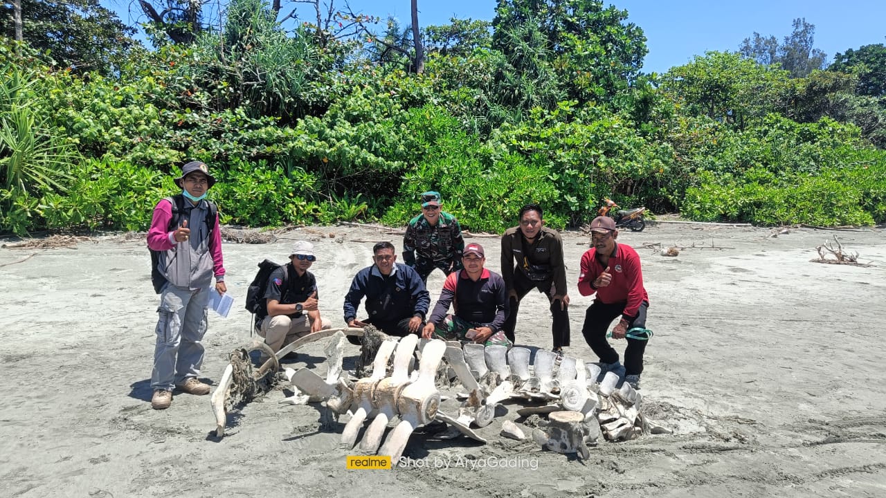 BKSDA : Panjang Kerangka Tulang Diduga Paus Biru Capai 20 Meter